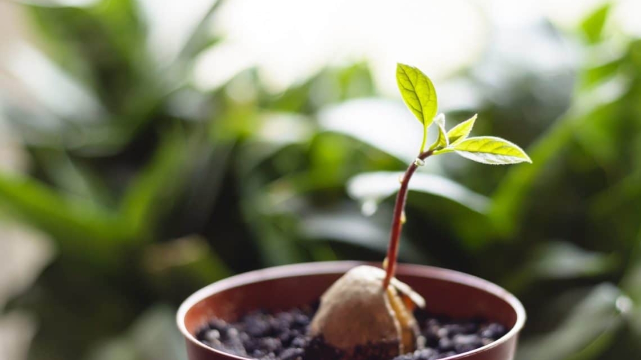 faites-pousser-vos-fruits-et-legumes-a-partir-de-leurs-restes-1