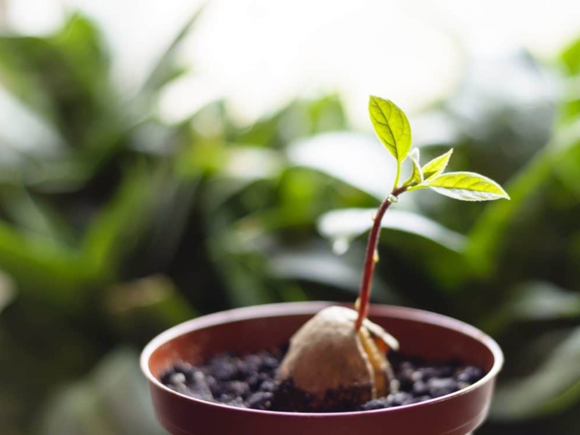 faites-pousser-vos-fruits-et-legumes-a-partir-de-leurs-restes-1