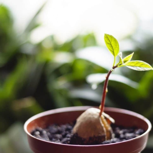 faites-pousser-vos-fruits-et-legumes-a-partir-de-leurs-restes-1